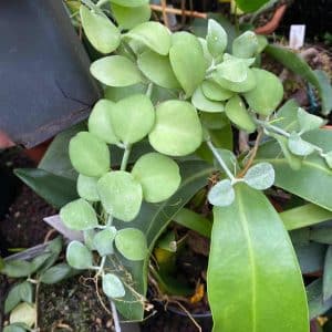 Dischidia spec. Geria