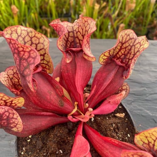 m6sMB8mMFfkgtKRyDoCt.jpg m6sMB8mMFfkgtKRyDoCt.jpg