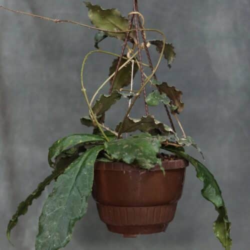 mGdD6RL9pNMZlfZ8xy3R.jpg mGdD6RL9pNMZlfZ8xy3R.jpg