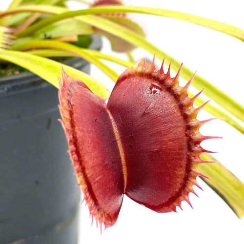 mHaY6Qt2gQdyeo0MCpg5.jpg mHaY6Qt2gQdyeo0MCpg5.jpg