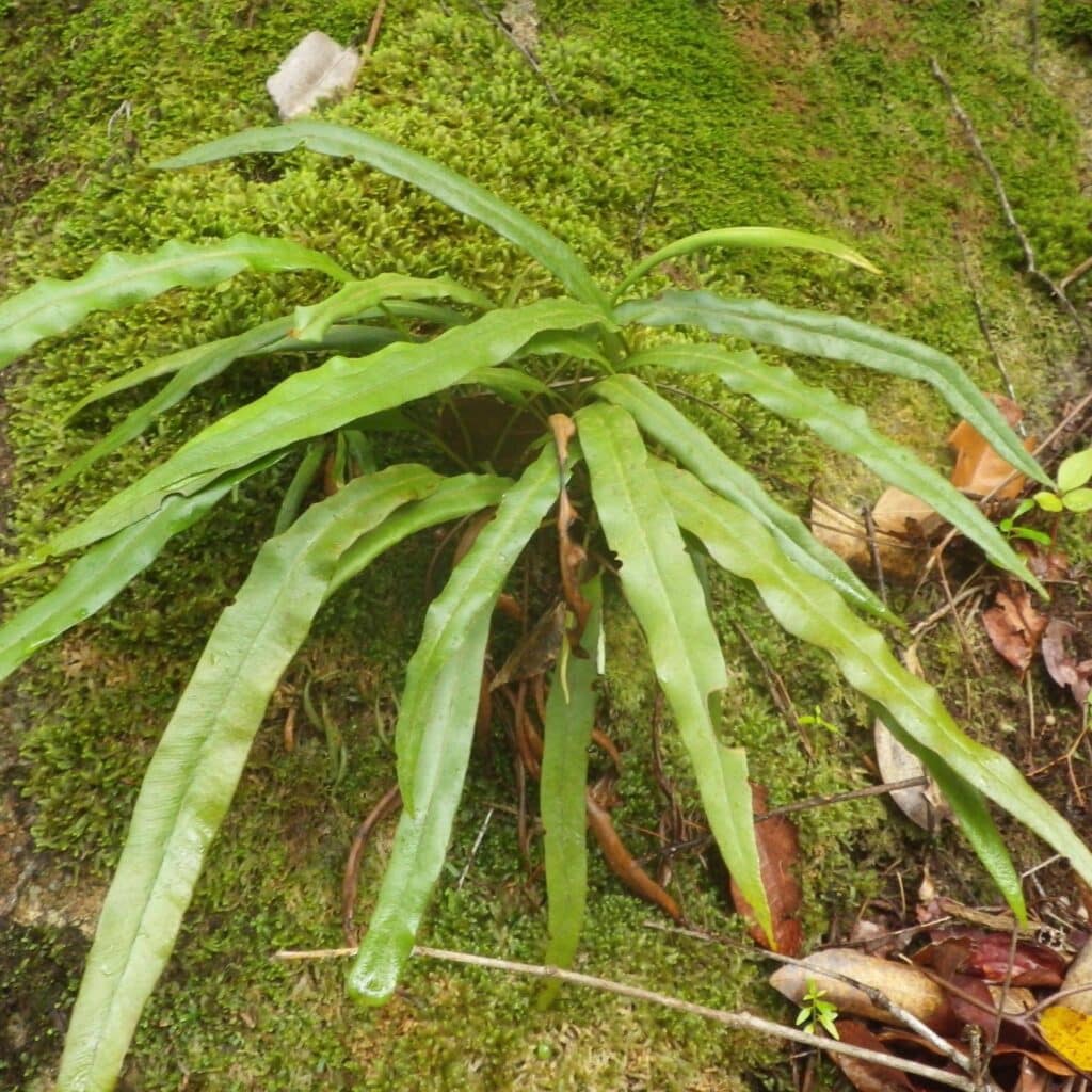 Elaphoglossum spec. Seychelles