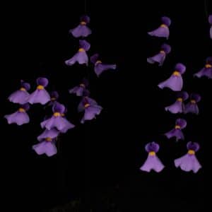 Utricularia blanchetii "Violet"