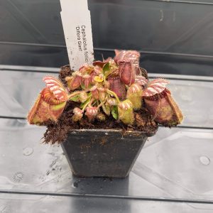 Cephalotus follicularis "Diflora Giant"