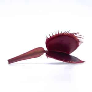 Dionaea muscipula "BCP Akai Riu Clone F9"