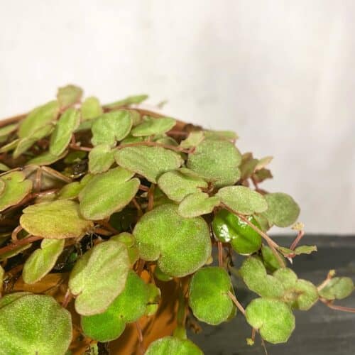 mpcjKzdYKqzuo12LogUD.jpg mpcjKzdYKqzuo12LogUD.jpg