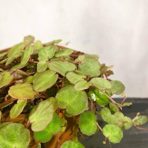 mpcjKzdYKqzuo12LogUD.jpg mpcjKzdYKqzuo12LogUD.jpg