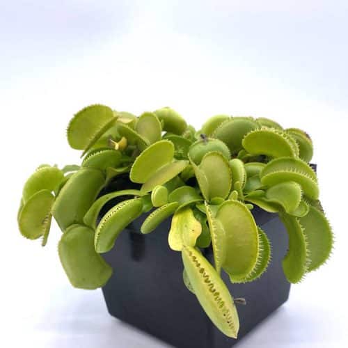 mvduvEMUSLVKQ3MT9aet-1.jpeg mvduvEMUSLVKQ3MT9aet-1.jpeg