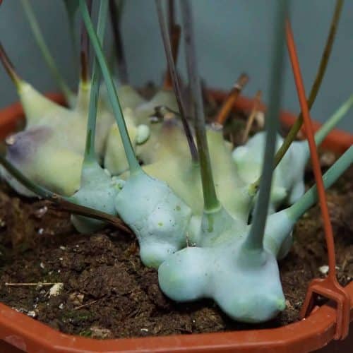 mwI3gAHE4JkDVkD6l1mM.jpg mwI3gAHE4JkDVkD6l1mM.jpg