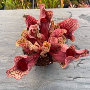 Sarracenia purpurea ssp. venosa var. burkei luteola x venosa f. yellow flower, 15-20 cmj
