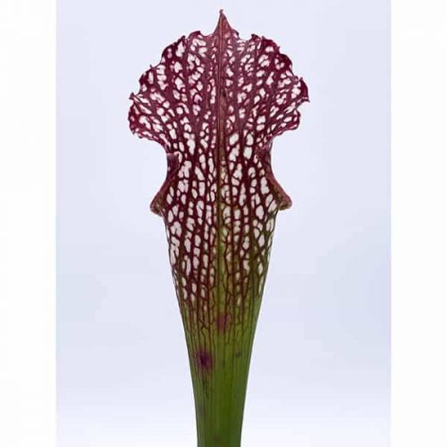 n0Zv1qY5RTYcsqV0YE8Y.jpg n0Zv1qY5RTYcsqV0YE8Y.jpg