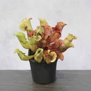 Sarracenia purpurea ssp. venosa var. burkei, Clone 1 Plantev, Citronelle, AL, 10-12 cm