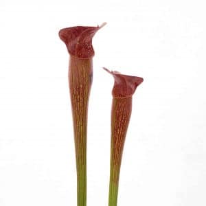Sarracenia alata "Red Lid", DeSoto, Stone Co, MK A 43