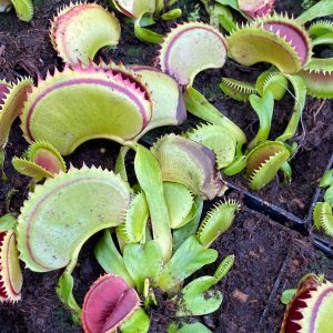 Dionaea muscipula "Big Dracula"