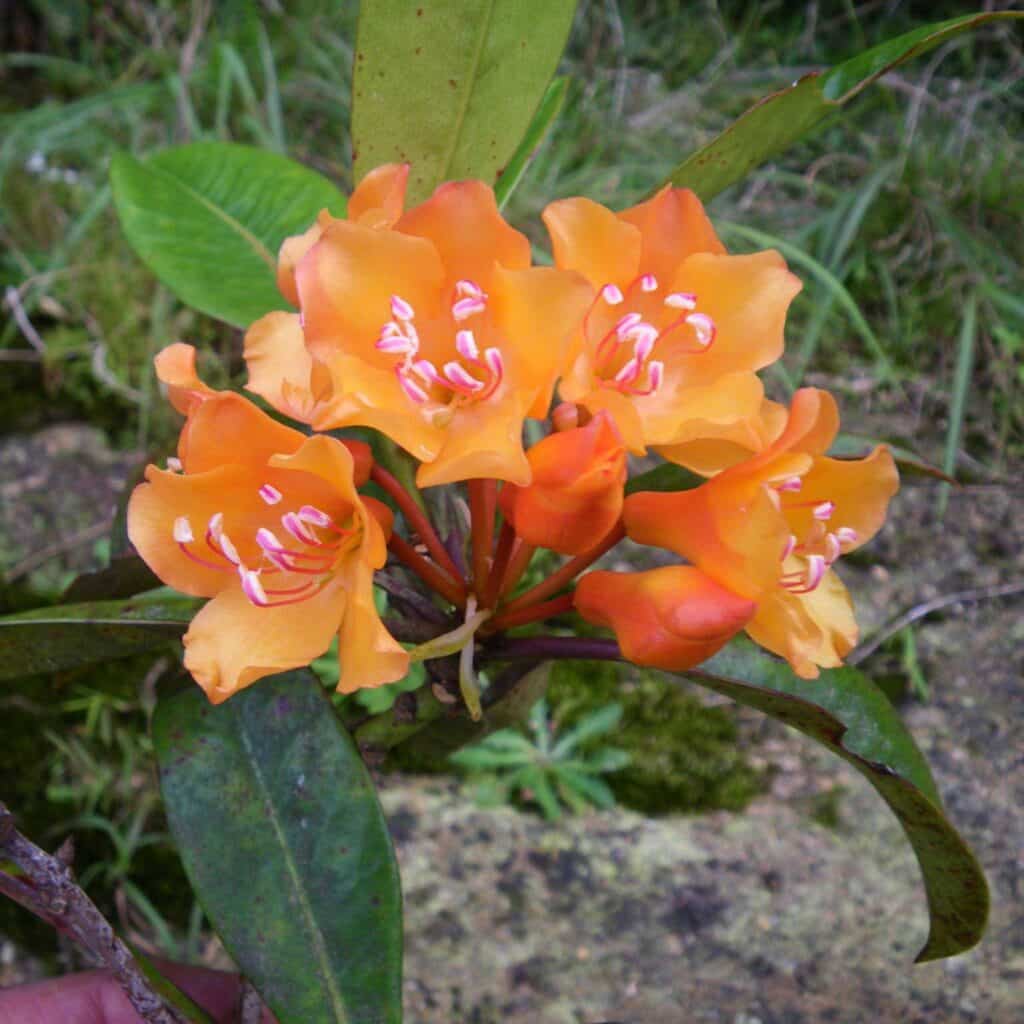 carnivorsandmore – Deine Quelle für seltene Pflanzen Rhododendron javanicum, true form