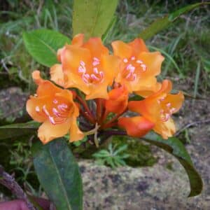 Rhododendron javanicum, true form