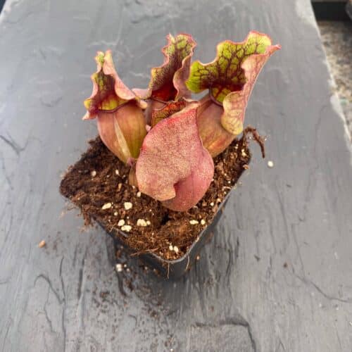 nU5Vug5nAkrkEXasjj44.jpg nU5Vug5nAkrkEXasjj44.jpg