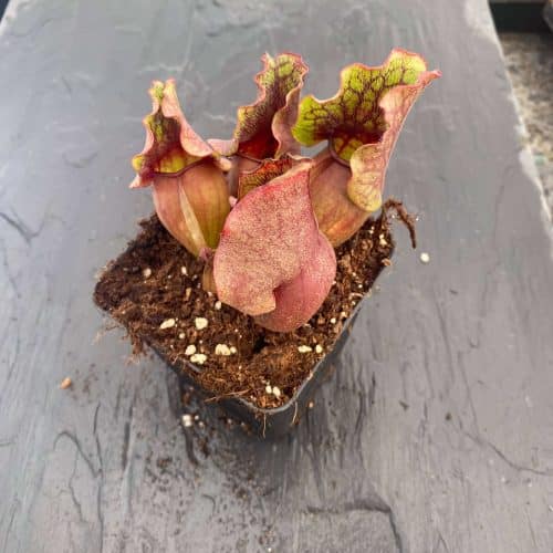 nU5Vug5nAkrkEXasjj44.jpg nU5Vug5nAkrkEXasjj44.jpg