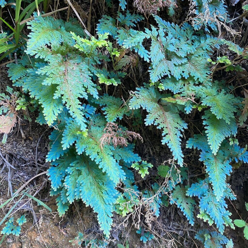 carnivorsandmore – Deine Quelle für seltene Pflanzen Selaginella wildenowii