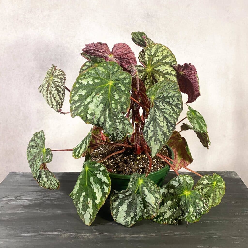 Begonia aff. aiensis