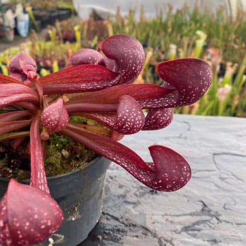 nfVPYkLbrGJa1Q4FhDX1.jpg nfVPYkLbrGJa1Q4FhDX1.jpg