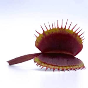 Dionaea muscipula "BCP Akai Riu Clone F5"