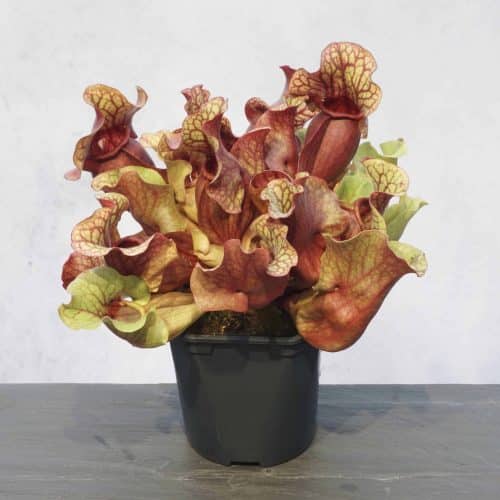 nqEDbcnfxdG6RDWd6ixI.jpg nqEDbcnfxdG6RDWd6ixI.jpg