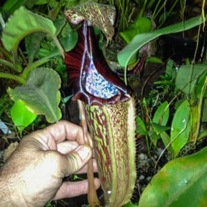 Nepenthes maxima "Typical", 10-14 cm