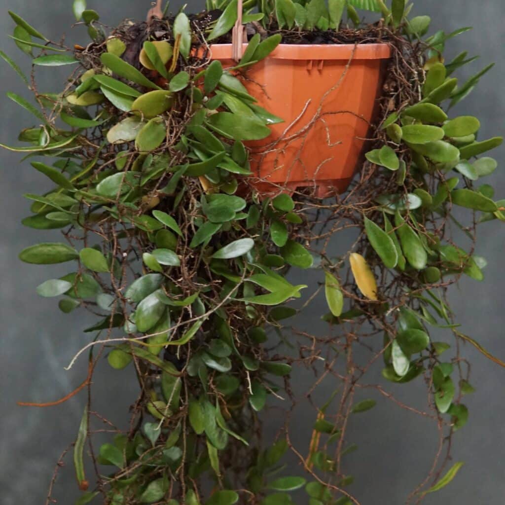 Pyrrosia piloselloides, Dragon Scale Fern