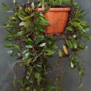 Pyrrosia piloselloides, Dragon Scale Fern