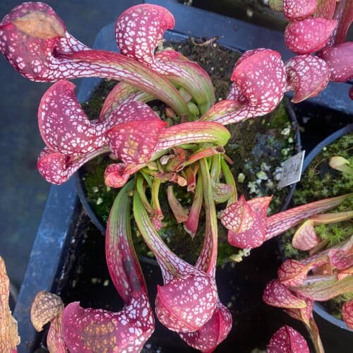 o1gFJ1KPmtZlKPjX5Obg.jpg o1gFJ1KPmtZlKPjX5Obg.jpg