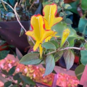 Columnea cv. Yellow flower
