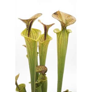Sarracenia flava var. ornata "Giant"