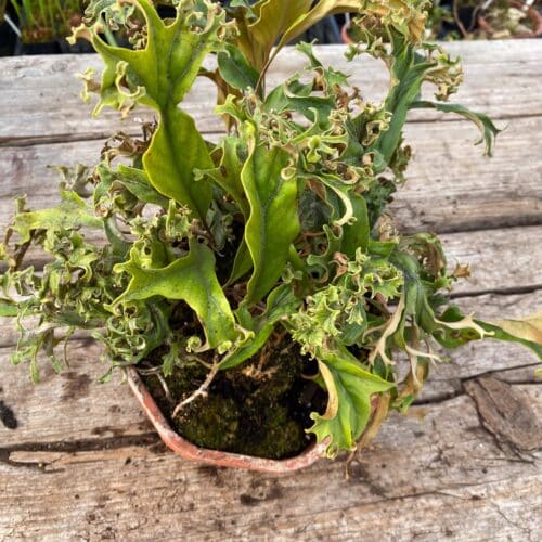 o417gzgf9MQZRv9STF7N.jpg o417gzgf9MQZRv9STF7N.jpg