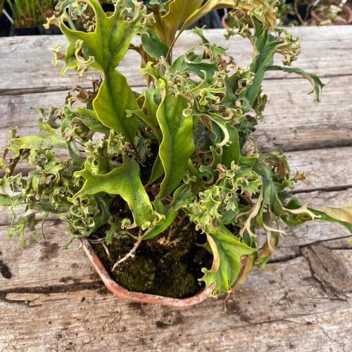 o417gzgf9MQZRv9STF7N.jpg o417gzgf9MQZRv9STF7N.jpg