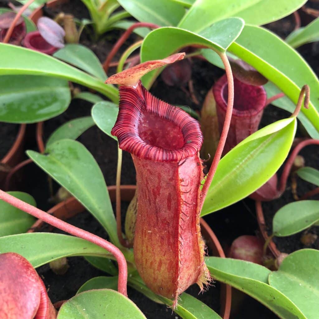 carnivorsandmore &ndash; Deine Quelle für seltene Pflanzen