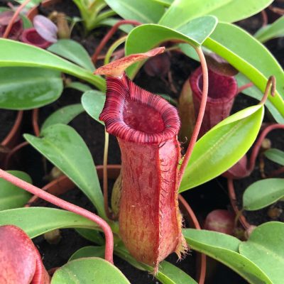 Carnivorsandmore – deine quelle für seltene pflanzen