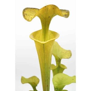 Sarracenia flava var. flava "Yellow Pitchers Fine Red Veining", Saphony Creek, Vir., PW F 64