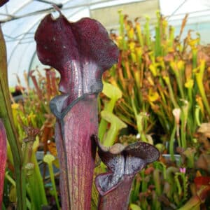 Sarracenia alata "Black Tube" DeSoto, Mississippi, MK A28