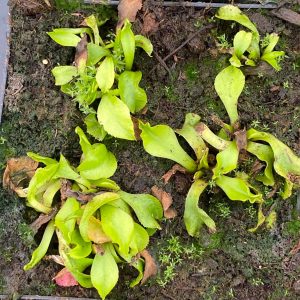 Dionaea muscipula "GJ Aphrodite"