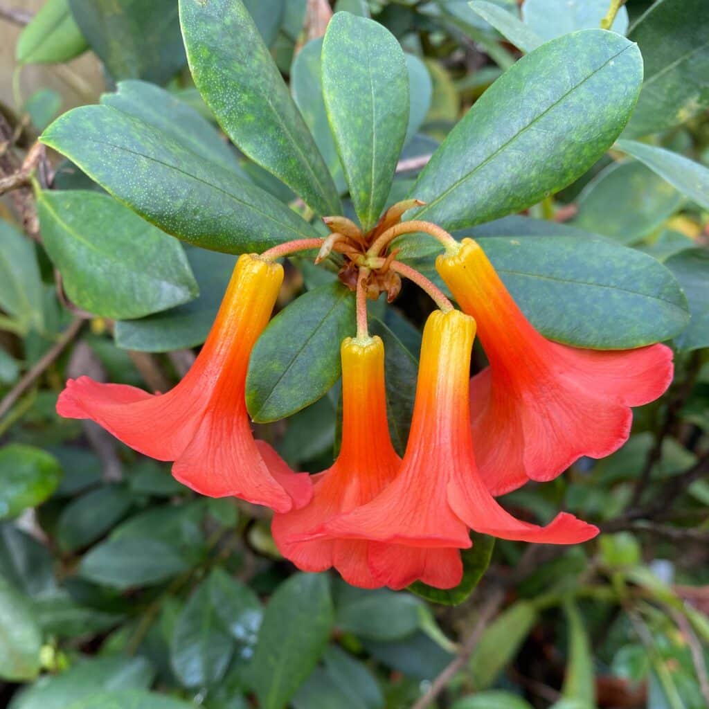 carnivorsandmore – Deine Quelle für seltene Pflanzen Rhododendron renschieanum, Sumatra (listed as javanicum before)