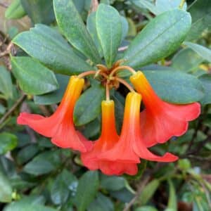 Rhododendron renschieanum, Sumatra (listed as javanicum before)