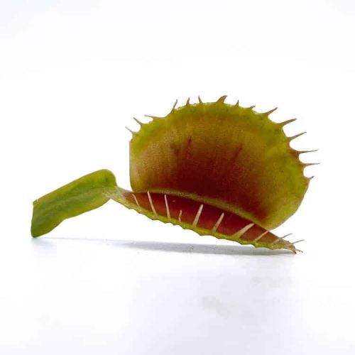 oNOnHx8JIpMhmpgvtJW0.jpg