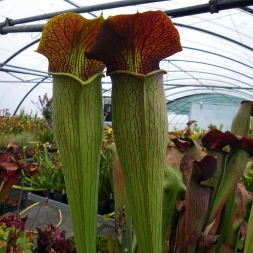 oQdxrOp0HC1DD8caXcsi.jpg oQdxrOp0HC1DD8caXcsi.jpg