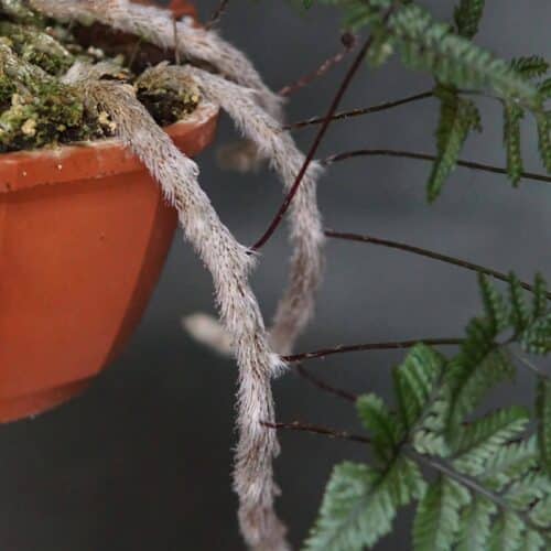 ob8uWMDhgZ6lcU9pE8uq.jpg ob8uWMDhgZ6lcU9pE8uq.jpg