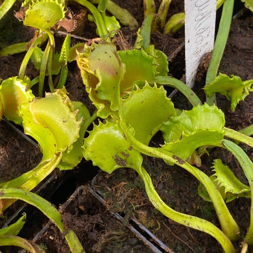 Dionaea muscipula ''CK Meltdown''