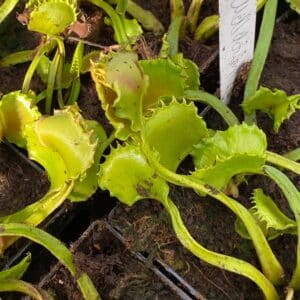 Dionaea muscipula "CK Meltdown"