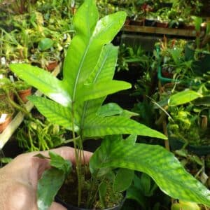 Crypsinus spec. Borneo