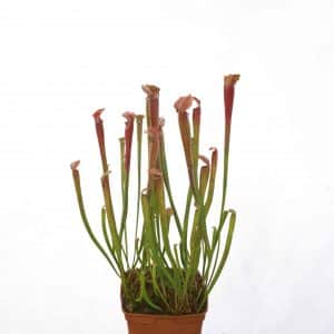 Sarracenia rubra ssp. ionesii, Caesar's head