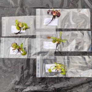Offer: Dionaea muscipula, 5 different clones which produce giant traps