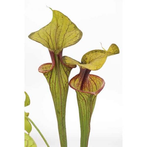 osg8IUYoQ89d3roWhJ77.jpg osg8IUYoQ89d3roWhJ77.jpg